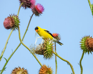 American Goldfinch | Spinus tristis | North American Backyard Bird | Yellow Finch