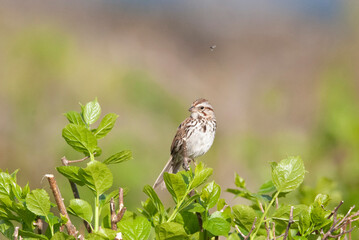 Song on a tree perch