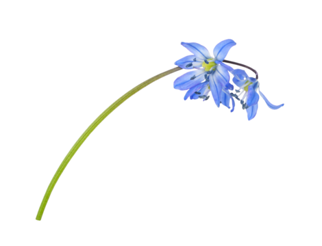 Blue scilla flower isolated on white or transparent background