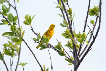 Yellow Warbler in a tree perch 