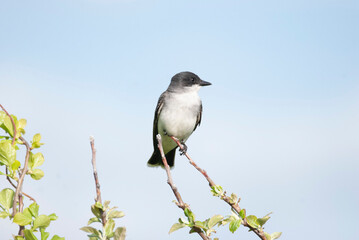 Flycatcher Eastern Kingbird Scanning from a tree perch