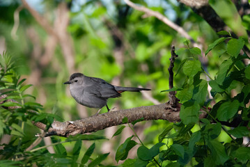 Medium songbird Gray Catbird jumping along a branch