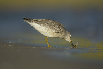 Red knot