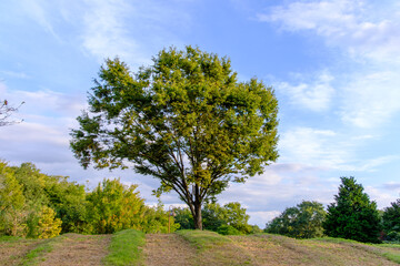 Obraz premium Solitary Tree on a Sunlit Hill