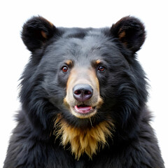 an isolated black bear cub walking, side-view, Alaskan, horizontal, mountain-themed photorealistic illustration on a transparent background in PNG. Ursus americanus. Generative AI