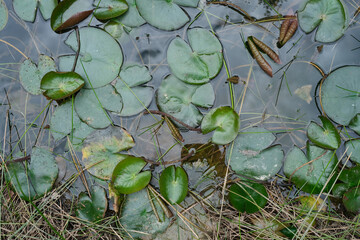 Water lily leaves in dark pond