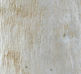 Eucalyptus tree bark texture, Bark of eucalyptus tree, seamless texture, a eucalyptus tree bark texture background image