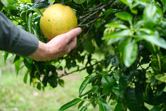 closeup of a man's hand holding a citrus fruit