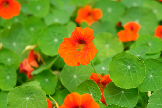 Garden nasturtium foliage and flowers