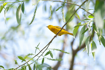Yellow Warbler in a tree perch 