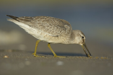 Red knot