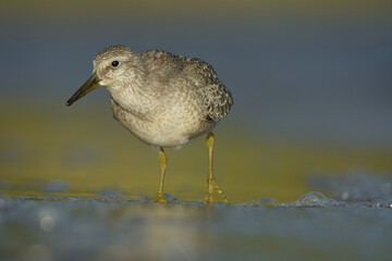 Red knot