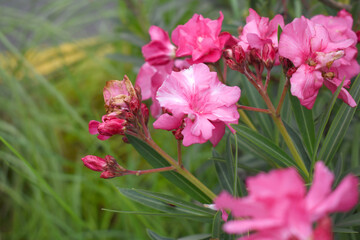 Fototapeta premium Nerium oleander in bloom, Pink siplicity bunch of flowers and green leaves on branches, Nerium Oleander shrub Pink flowers, ornamental shrub branches in daylight, bunch of flowers closeup