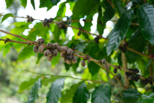closeup of coffee tree with fruit and green leaves