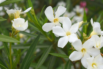 Obraz premium Nerium oleander in bloom, White siplicity bunch of flowers and green leaves on branches, Nerium Oleander shrub white flowers, ornamental shrub branches in daylight, bunch of flowers closeup