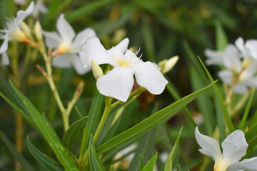 Nerium oleander in bloom, White siplicity bunch of flowers and green leaves on branches, Nerium...