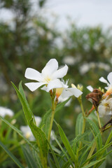 Nerium oleander in bloom, White siplicity bunch of flowers and green leaves on branches, Nerium...