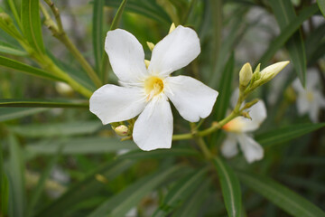 Nerium oleander in bloom, White siplicity bunch of flowers and green leaves on branches, Nerium Oleander shrub white flowers, ornamental shrub branches in daylight, bunch of flowers closeup