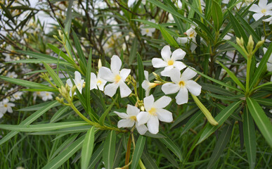 Nerium oleander in bloom, White siplicity bunch of flowers and green leaves on branches, Nerium...
