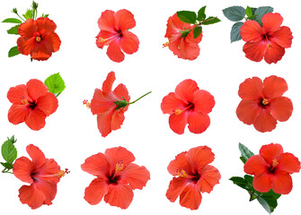 Red hibiscus flower transparent background, PNG