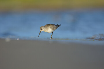 Curlew sandpiper