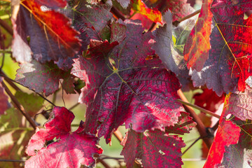 Autumn vineyard landscape. Palava vineyards and grapes in the evening light