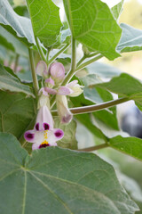Martynia annua L. (MARTYNIACEAE) Common name: Cat's claw, Tiger's claw, Iceplant, Devil's claw, white purple flowers, wild flower, Devils Claws flower, Tiger Claws flower, Chakwal, Punjab, Pakistan