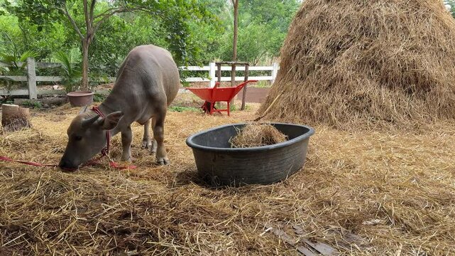 Water buffaloes are relaxing in the barn during the daytime.
