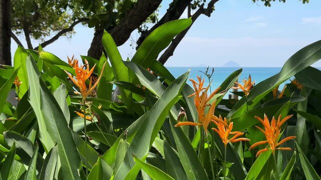 southern flowers strelitzia in tropical garden