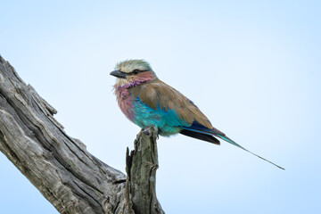 Lilac-breasted roller watches camera from dead tree