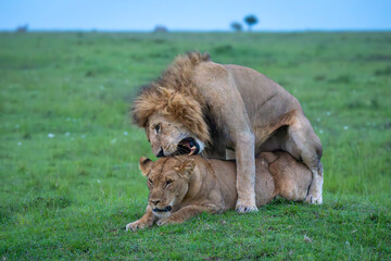 Lion biting neck of lioness while mating