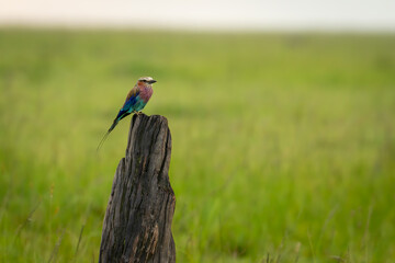 Lilac-breasted roller on tree stump in grassland