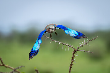 Lilac-breasted roller spreads wings flying from thornbush