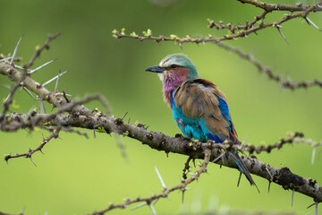 Lilac-breasted roller on whistling thorn in profile