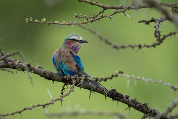 Lilac-breasted roller lifts head on whistling thorn