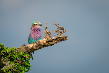 Lilac-breasted roller on tree against blue sky