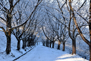 雪の積もった桜の並木道