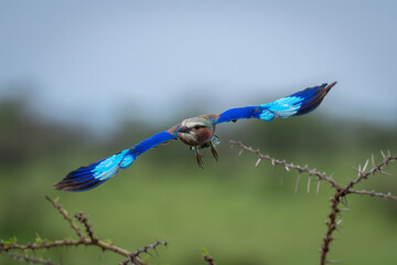 Lilac-breasted roller flies towards camera from thornbushes