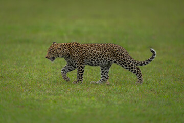 Leopard cub walks across grass lifting forepaw