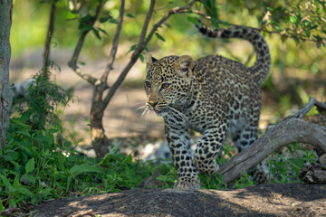 Leopard cub walking toward camera over log
