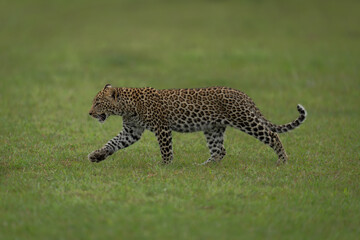 Leopard cub walks across grass raising paw