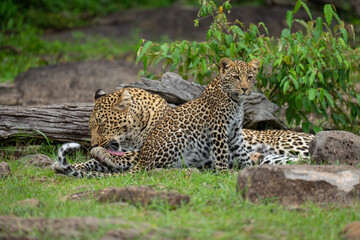 Leopard lies licking paw by seated cub