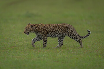 Leopard cub walks across grassland lifting paw