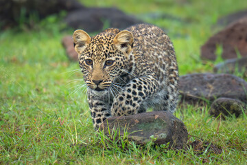 Leopard cub steps over rock while stalking