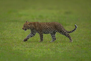 Leopard cub walks across grassland lifting forepaw