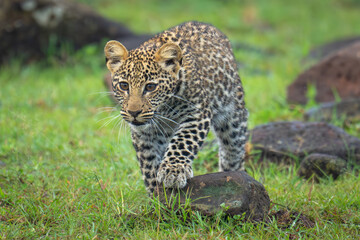 Leopard cub steps on rock while stalking