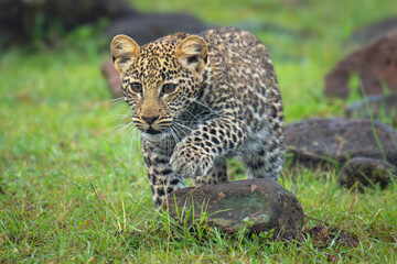 Leopard cub stepping over rock while stalking