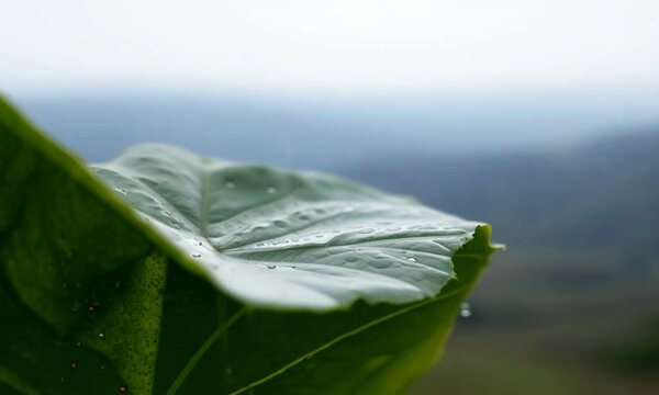 Closeup of rain dripping off a leaf of a tree