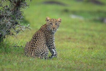 Leopard cub sits on grass looking back
