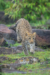 Leopard cub runs across rocks near bushes